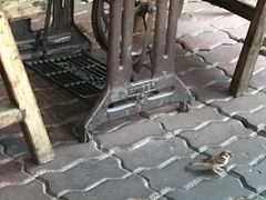 -自然餐厅(Phuket)