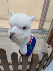 -Moni星球萌宠·小马宝莉·灵蛇·高端高阶全萌宠互动体验俱乐部(红豆国际广场店)