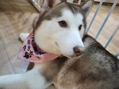 -Husky Go! 哈士奇体验馆·宠物咖啡厅狗咖