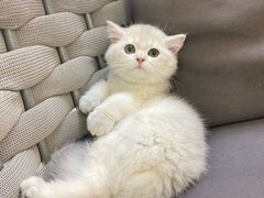-lincat·猫舍(广州店)