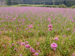 -紫海香堤香草艺术庄园