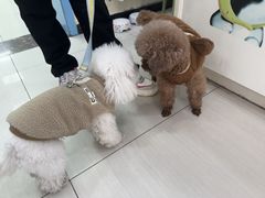 -全心全意连锁动物医院·微创中心·内科急重症·心脏专科(丰管路店)