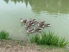 -西安浐灞国家湿地公园