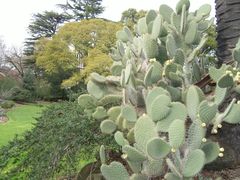 -墨尔本皇家植物园