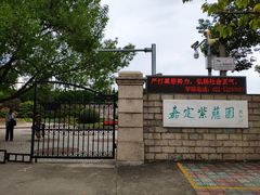 -嘉定紫藤园