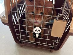 -瑞鹏宠物医院·骨科·猫科·内科(第一中心)