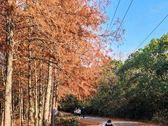 -上海海湾国家森林公园