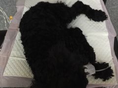 -美联众合动物医院·24h京西诊疗中心