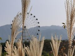 -田野绿世界