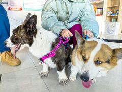 -瑞派福兴宠物医院犬猫全科·骨科·中西医结合(河东店)