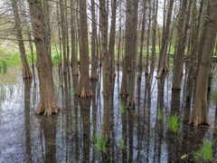 -溱湖国家湿地公园