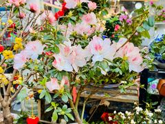 -溪岸路花鸟市场