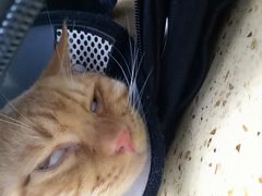 -伟伟宠物医院·瑞派猫友好医院·猫科(光谷店)