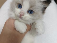 -瑞鹏宠物医院·骨科·猫科·内科(第一中心)