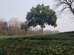 -旅马餐厅(茅家埠店)