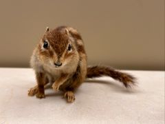 -美国自然历史博物馆