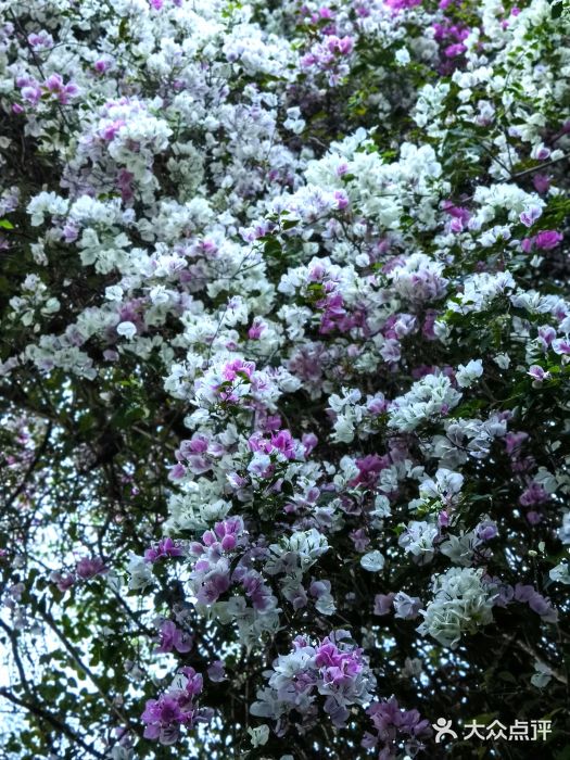 深圳国际园林花卉博览园图片