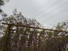 -天适樱花悠乐园