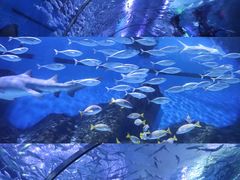-海合安武汉极地海洋公园