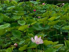 -费孝通江村纪念馆