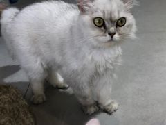 -Heymao猫咖.咖啡厅(东门店)