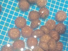 -连鹭海鲜·海肠捞饭·海胆饭(星海店)