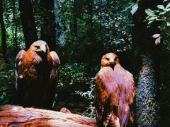 -云南野生动物园