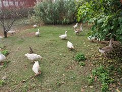 -芒洲湿地公园