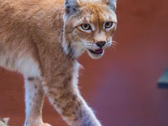 -青藏高原野生动物园