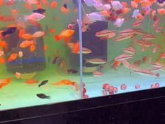 -双季花艺园艺市场(浦东店)