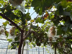 -马陆小张葡萄园农家乐