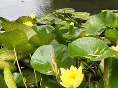 -洛阳市隋唐城遗址植物园