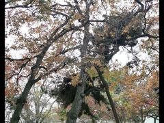 -八大关景区