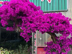 -龙大花卉苗木市场