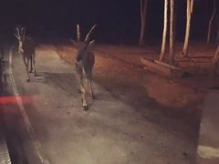 -清迈夜间动物园