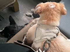 -宠物星动物医院·眼科·异宠·猫科(江南大道总院)