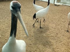 -盐城丹顶鹤湿地生态旅游区