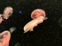 -上海海洋水族馆