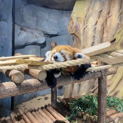 -Zoolung Zoolung动物主题公园(海信广场店)