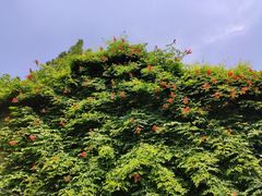 -乌镇景区