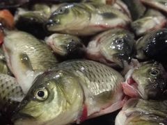 -翠景湾脆鱼轩·中山脆肉鲩(井岸17年老店)