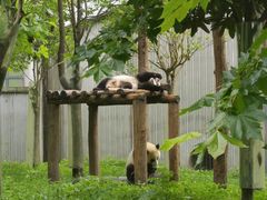 -卧龙中华大熊猫苑神树坪基地
