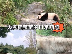 -红山森林动物园