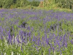 -北京东方普罗旺斯薰衣草庄园