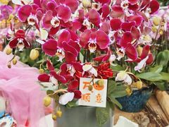 -龙大花卉苗木市场