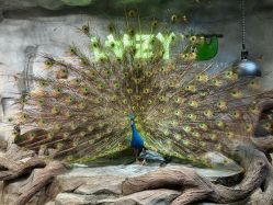 -Zoolung Zoolung动物主题公园(海信广场店)