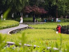 -龙头寺公园