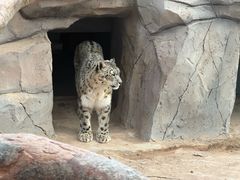 -青藏高原野生动物园