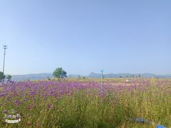 -敕勒川草原