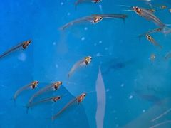 -海合安武汉极地海洋公园